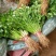 安丘铁杆香菜小叶香菜大量上市价格便宜欢迎采购