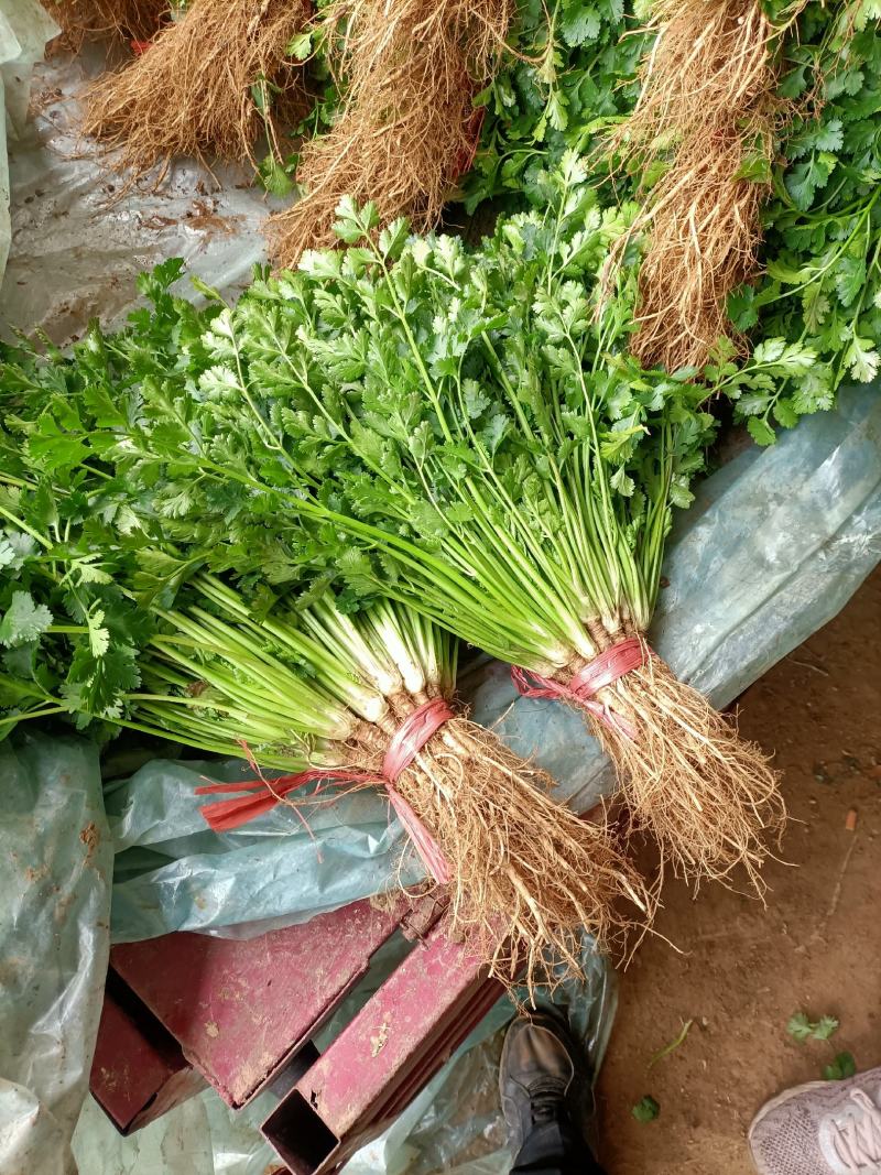 安丘铁杆香菜小叶香菜大量上市价格便宜欢迎采购