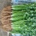 安丘铁杆香菜小叶香菜大量上市价格便宜欢迎采购