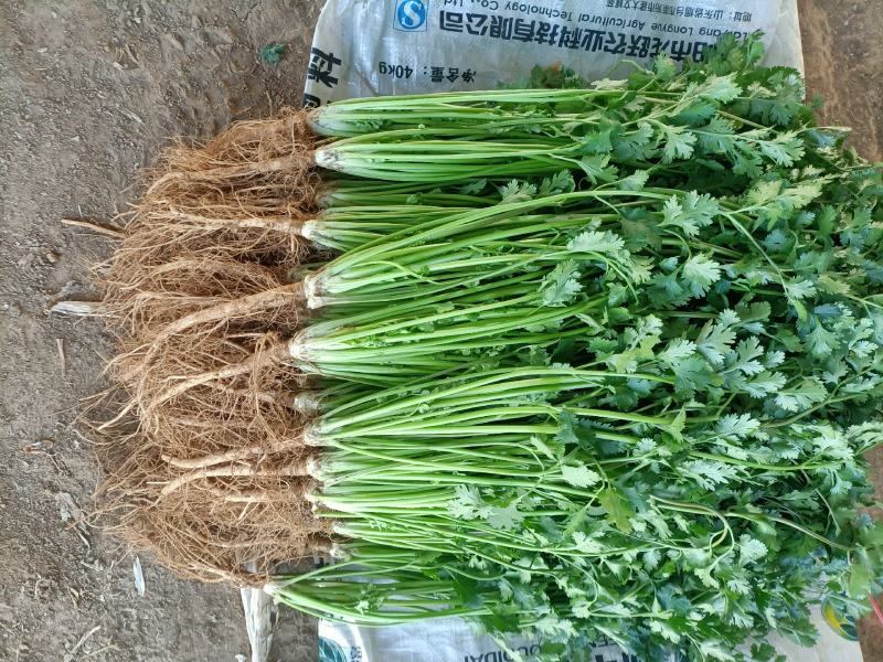 安丘铁杆香菜小叶香菜大量上市价格便宜欢迎采购