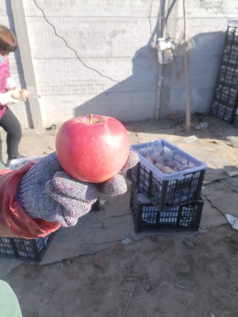 豆南苹果有要的联系我数量不多