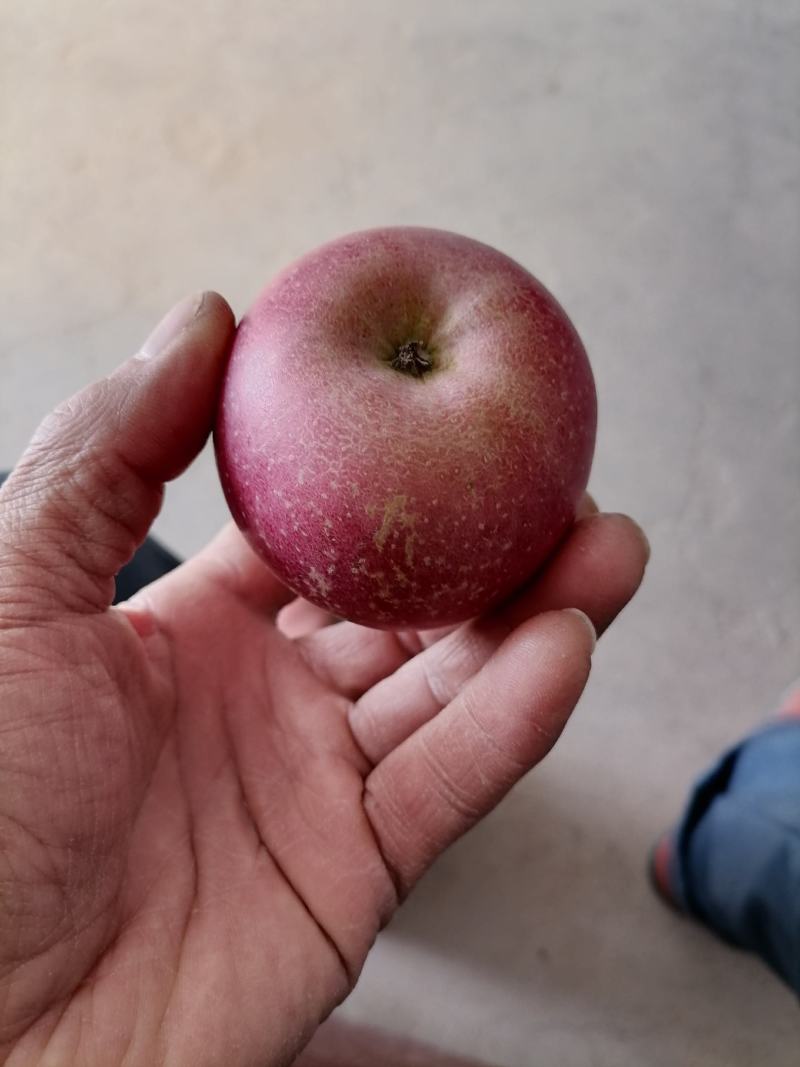 豆南苹果有要的联系我数量不多