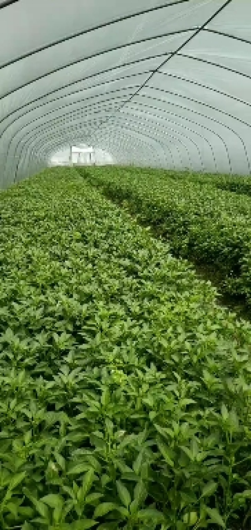 全国包邮产地直供高优辣椒苗大量供应线椒苗牛角椒，接受预订