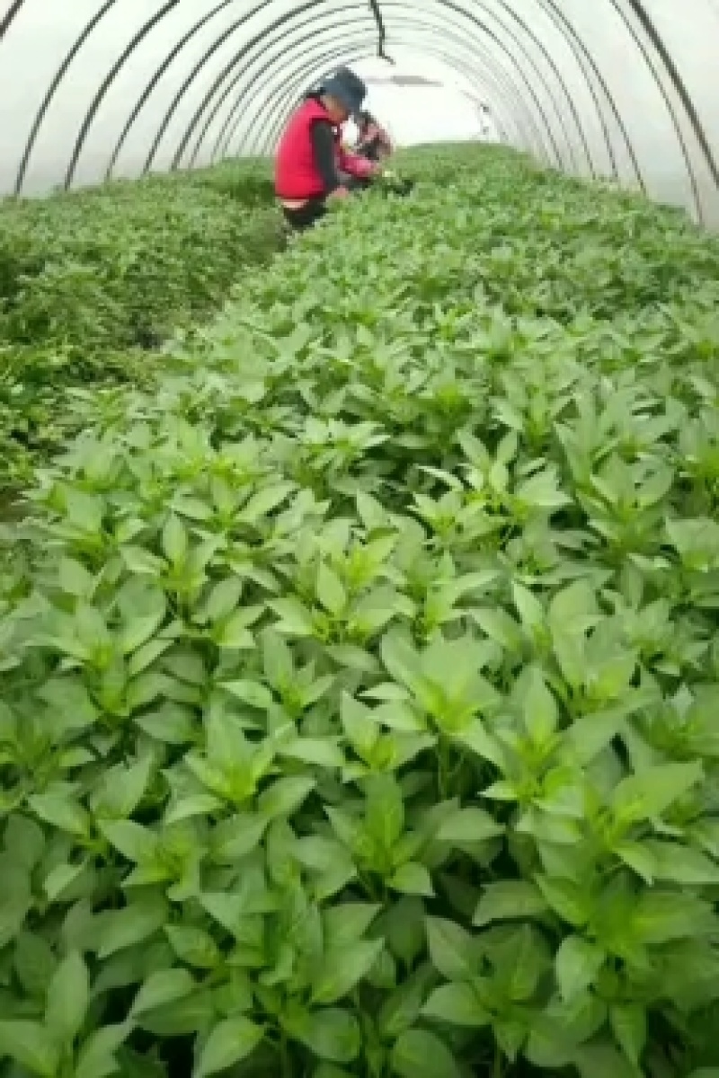 全国包邮产地直供高优辣椒苗大量供应线椒苗牛角椒，接受预订
