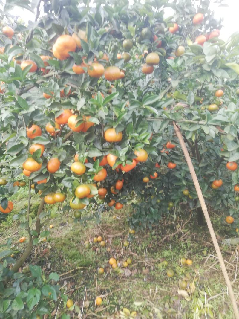 默默科特
