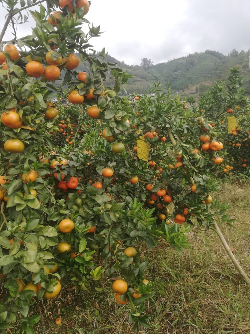 默默科特