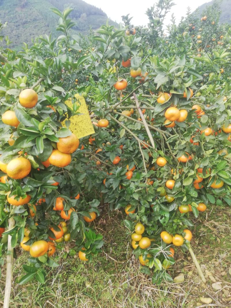 默默科特