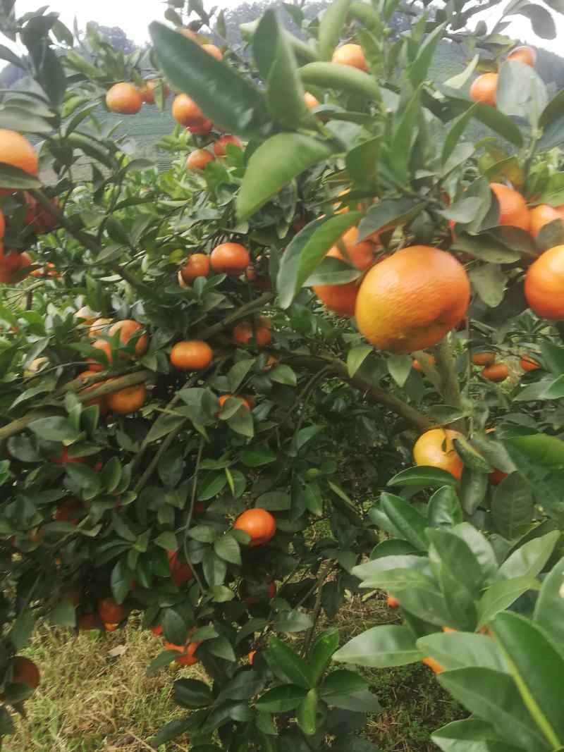默默科特