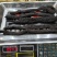 包邮纯野生肉苁蓉新货，熟的，一公斤1000克起发