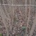 乌桕，九江诚信苗木.
