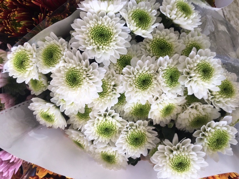 年宵花云南鲜花小雏菊批发鲜切花小雏菊颜色齐全包邮