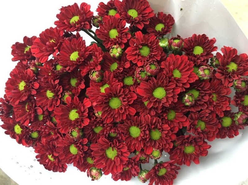 年宵花云南鲜花小雏菊批发鲜切花小雏菊颜色齐全包邮
