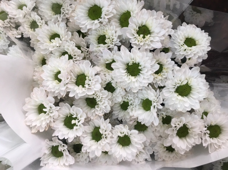 年宵花云南鲜花小雏菊批发鲜切花小雏菊颜色齐全包邮