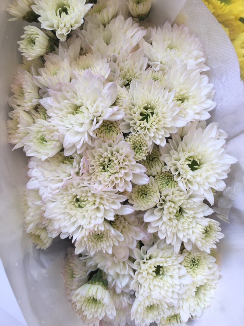 年宵花云南鲜花小雏菊批发鲜切花小雏菊颜色齐全包邮
