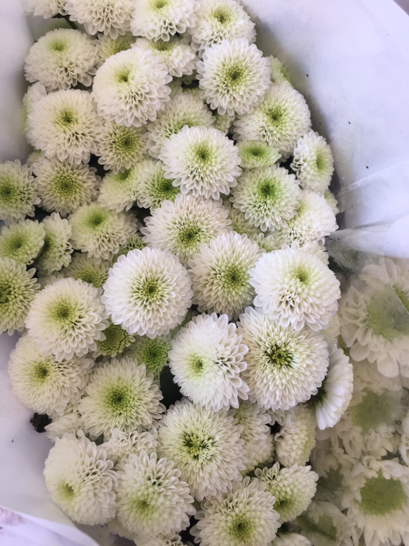 年宵花云南鲜花小雏菊批发鲜切花小雏菊颜色齐全包邮