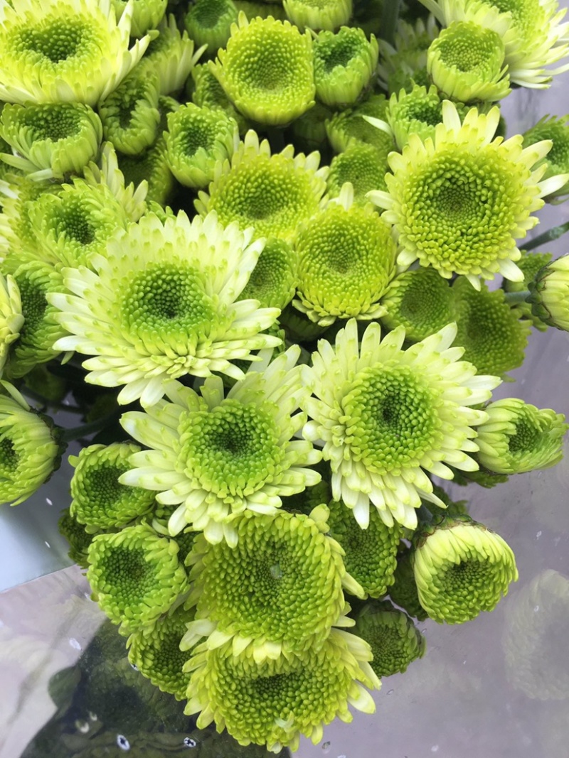 年宵花云南鲜花小雏菊批发鲜切花小雏菊颜色齐全包邮