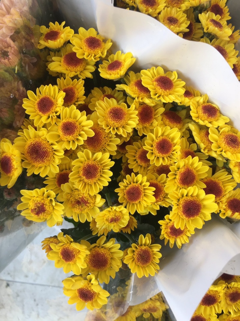 年宵花云南鲜花小雏菊批发鲜切花小雏菊颜色齐全包邮
