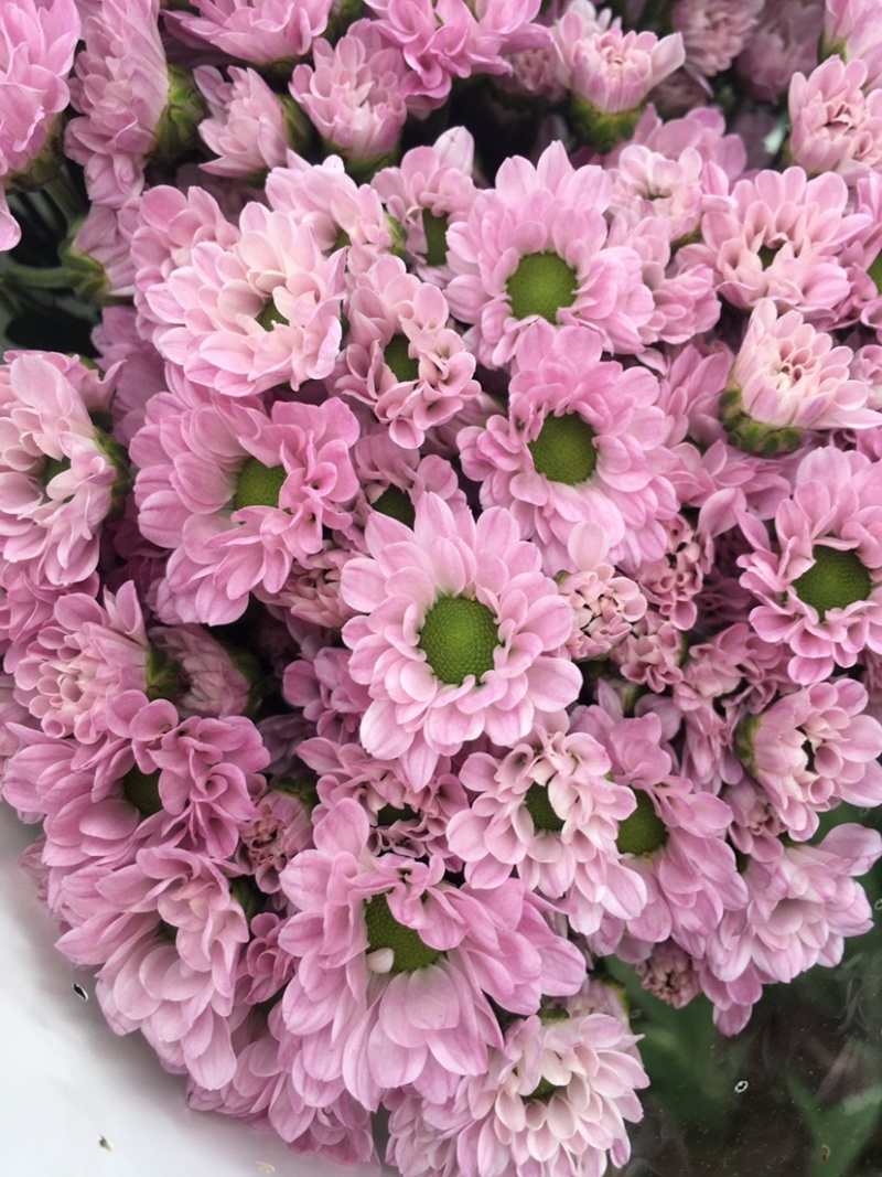 年宵花云南鲜花小雏菊批发鲜切花小雏菊颜色齐全包邮