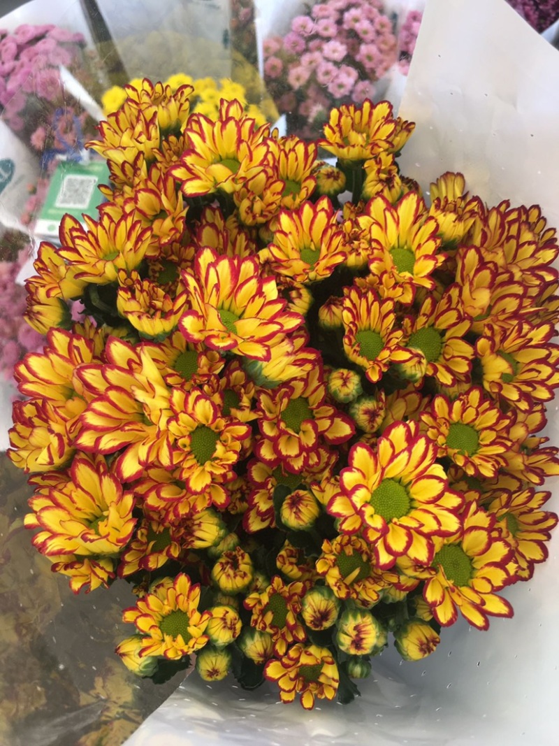 年宵花云南鲜花小雏菊批发鲜切花小雏菊颜色齐全包邮