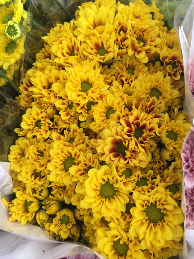 年宵花云南鲜花小雏菊批发鲜切花小雏菊颜色齐全包邮