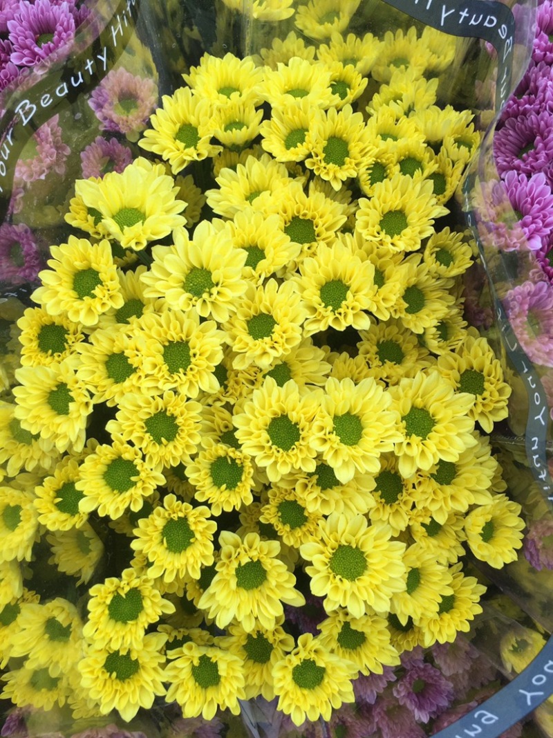 年宵花云南鲜花小雏菊批发鲜切花小雏菊颜色齐全包邮