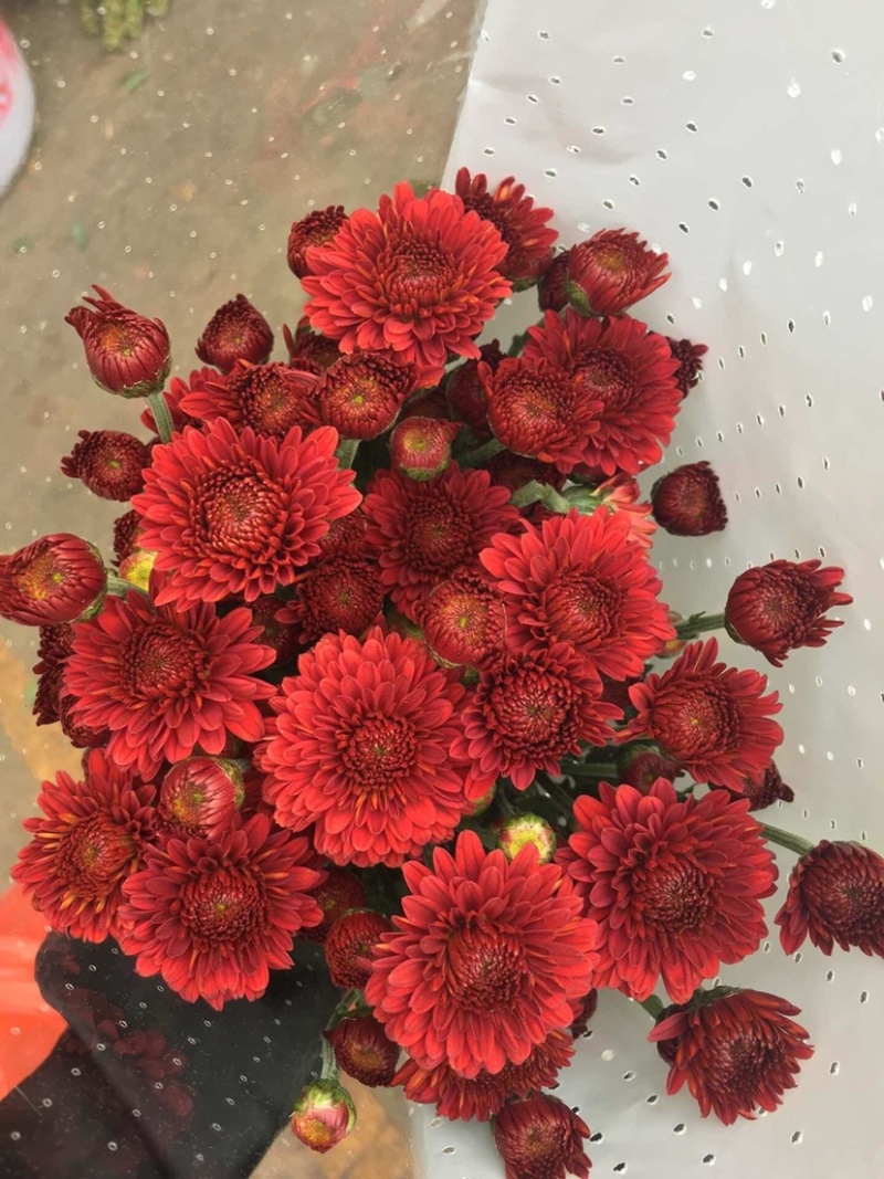 年宵花云南鲜花小雏菊批发鲜切花小雏菊颜色齐全包邮