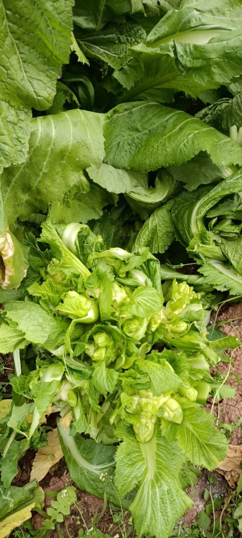 精品毛儿菜