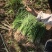 二红洋葱苗，地头拿货，质量有保障，产量8吨左右，