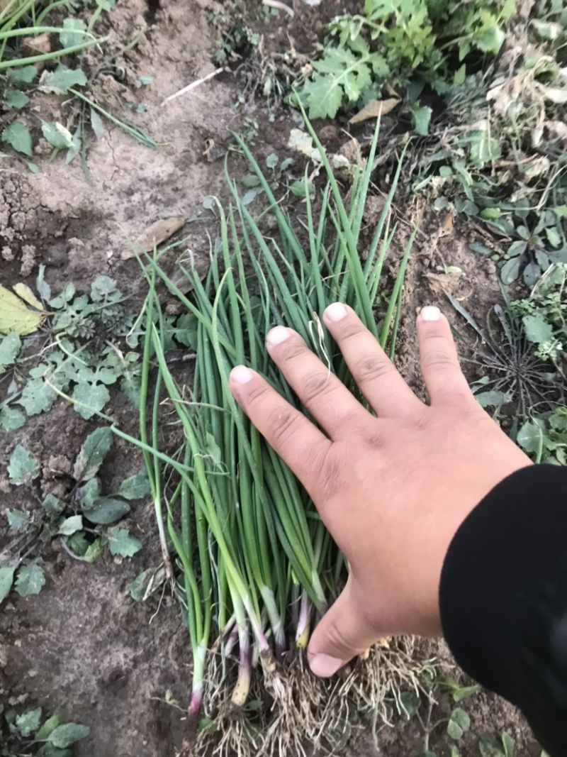 二红洋葱苗，地头拿货，质量有保障，产量8吨左右，
