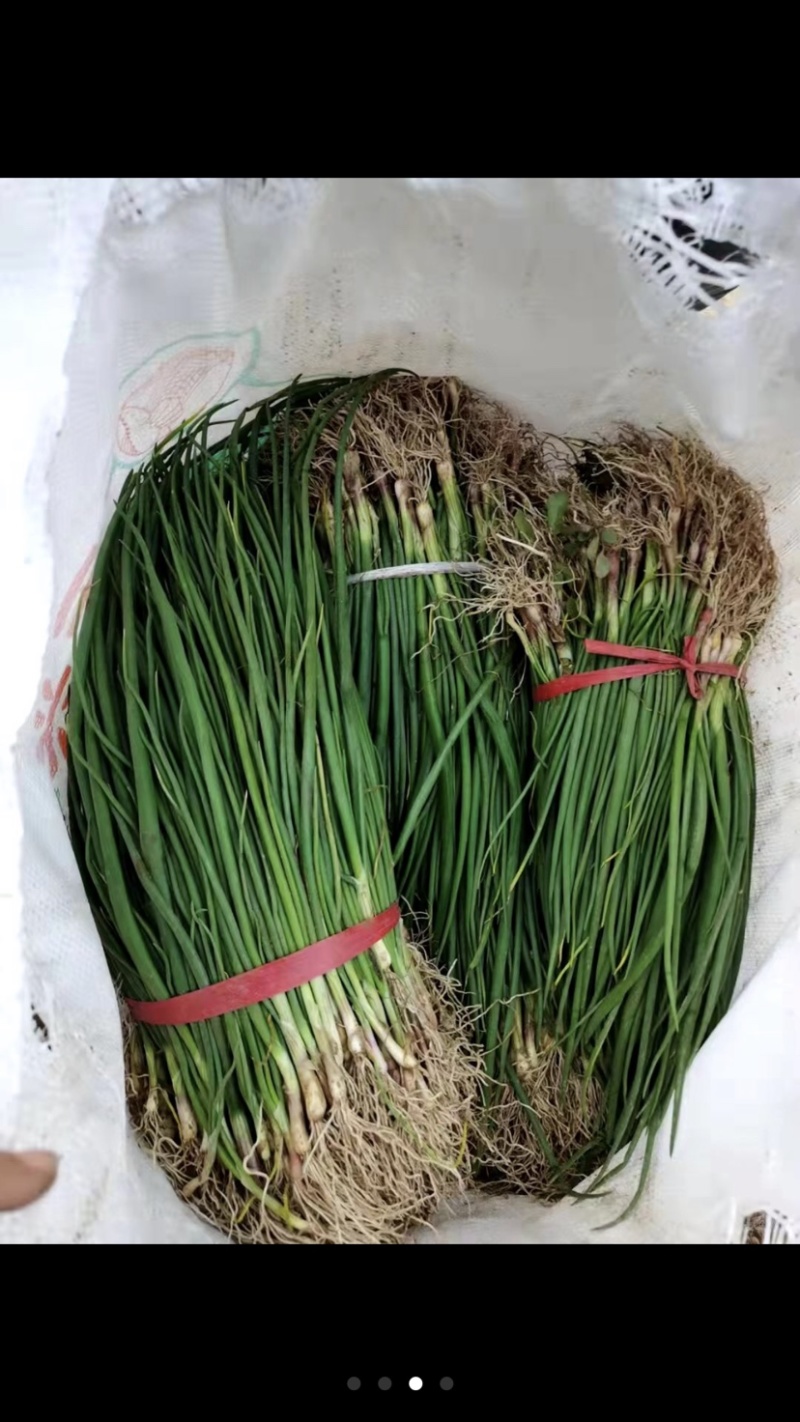 二红洋葱苗，地头拿货，质量有保障，产量8吨左右，