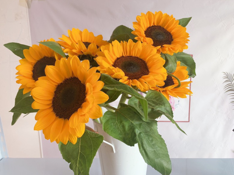 包邮一件代发向日葵鲜切花中花鲜花批发云南鲜花基地