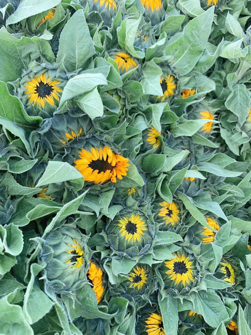 包邮一件代发向日葵鲜切花中花鲜花批发云南鲜花基地