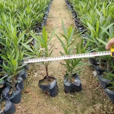 夹竹桃福建漳州夹竹桃农户直销价大小规格袋子苗