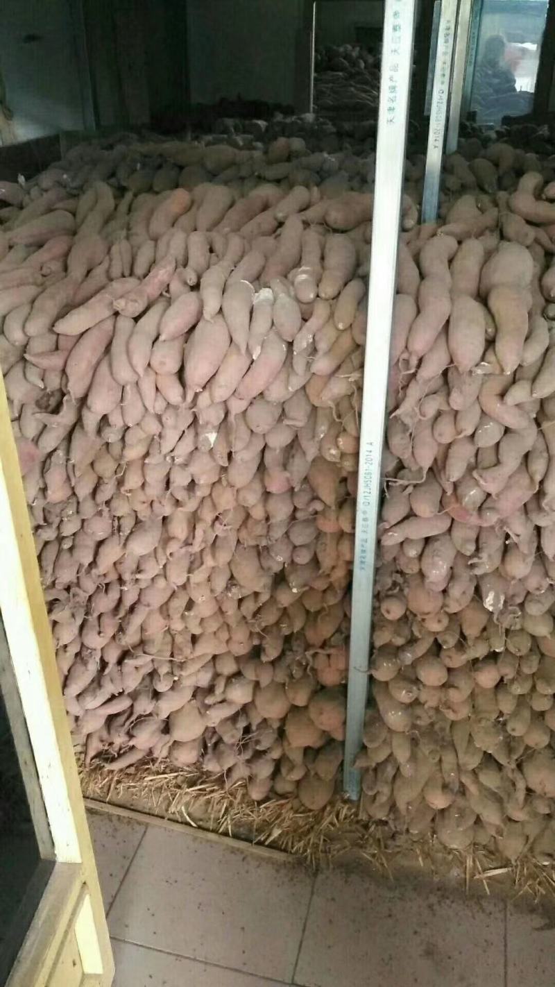 红薯，烤红薯，蜜薯