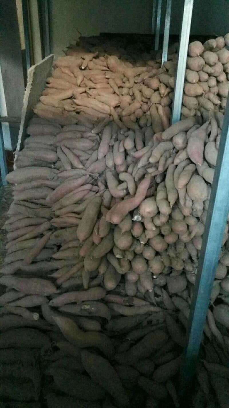 红薯，烤红薯，蜜薯