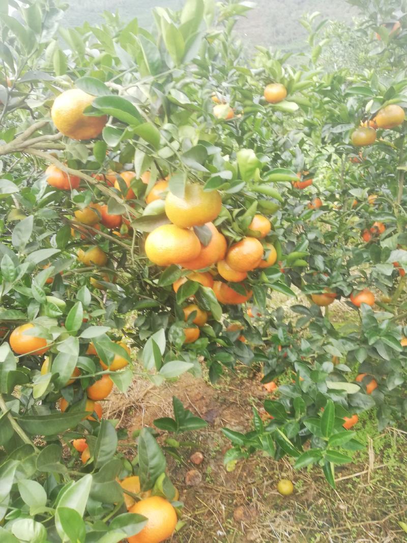 默科特