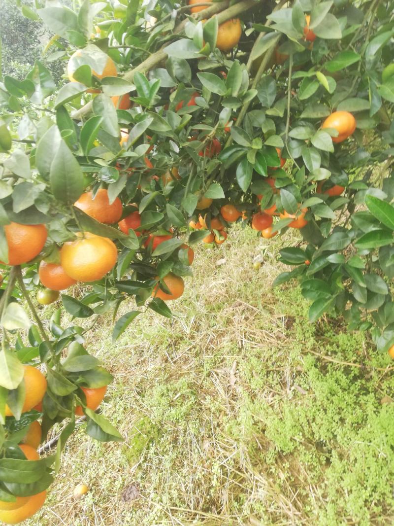 默科特