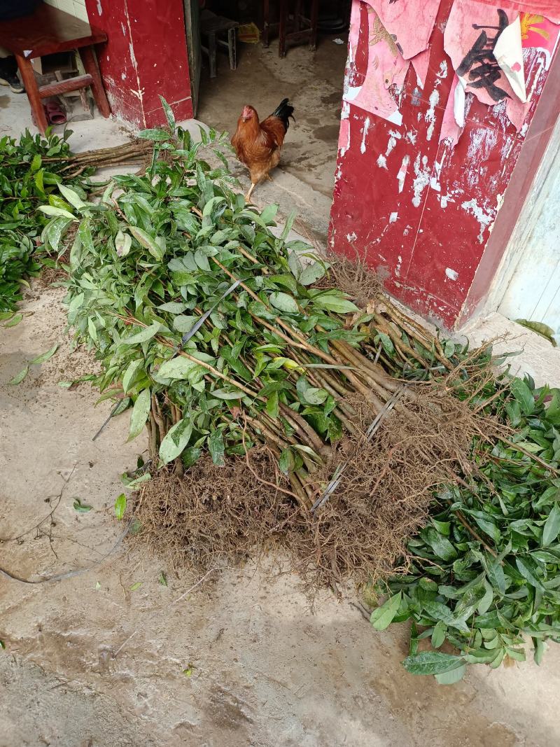 荔枝直生苗适用于嫁接占地用苗地苗70截断