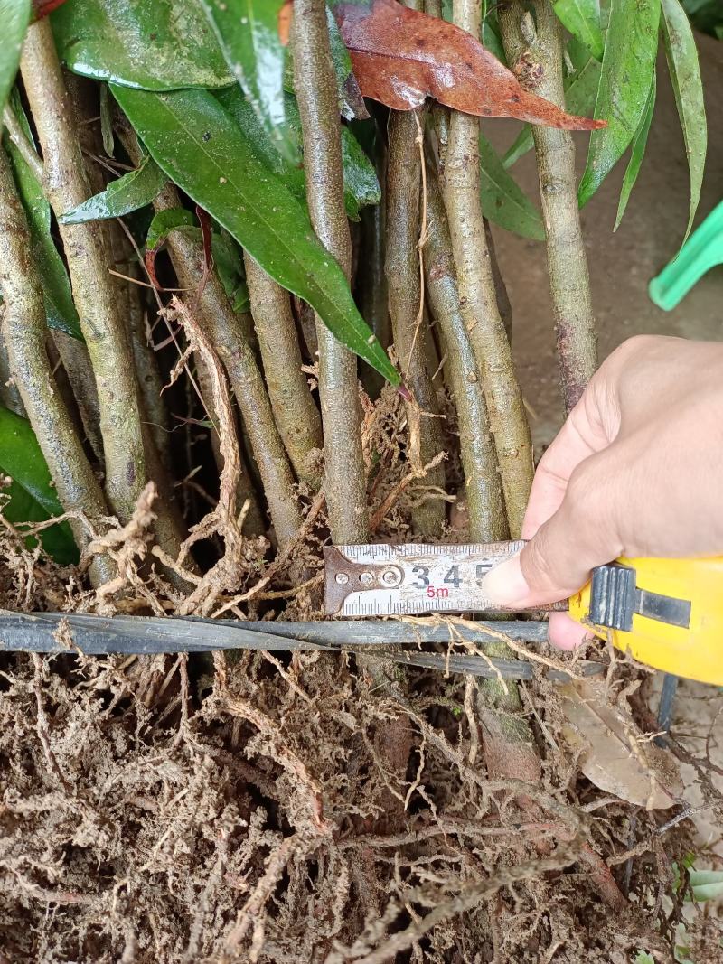 荔枝直生苗适用于嫁接占地用苗地苗70截断