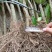 荔枝直生苗适用于嫁接占地用苗地苗70截断