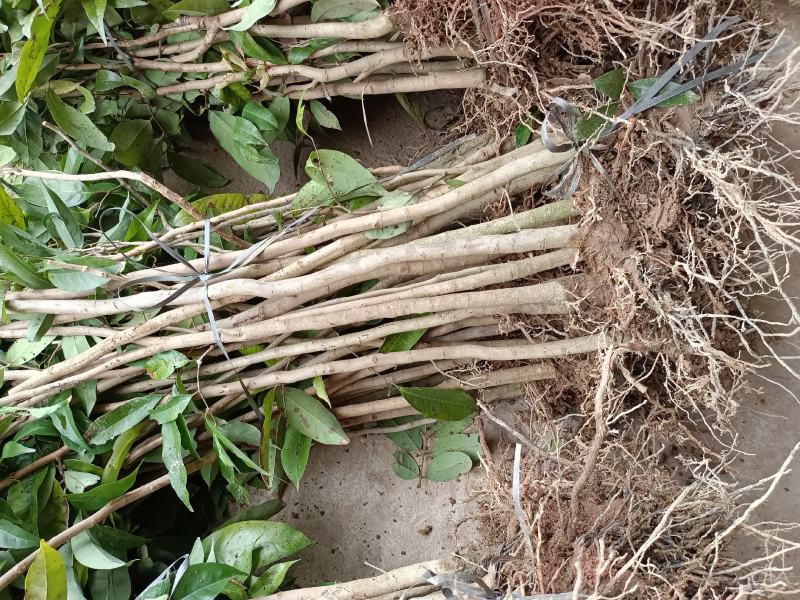 荔枝直生苗适用于嫁接占地用苗地苗70截断