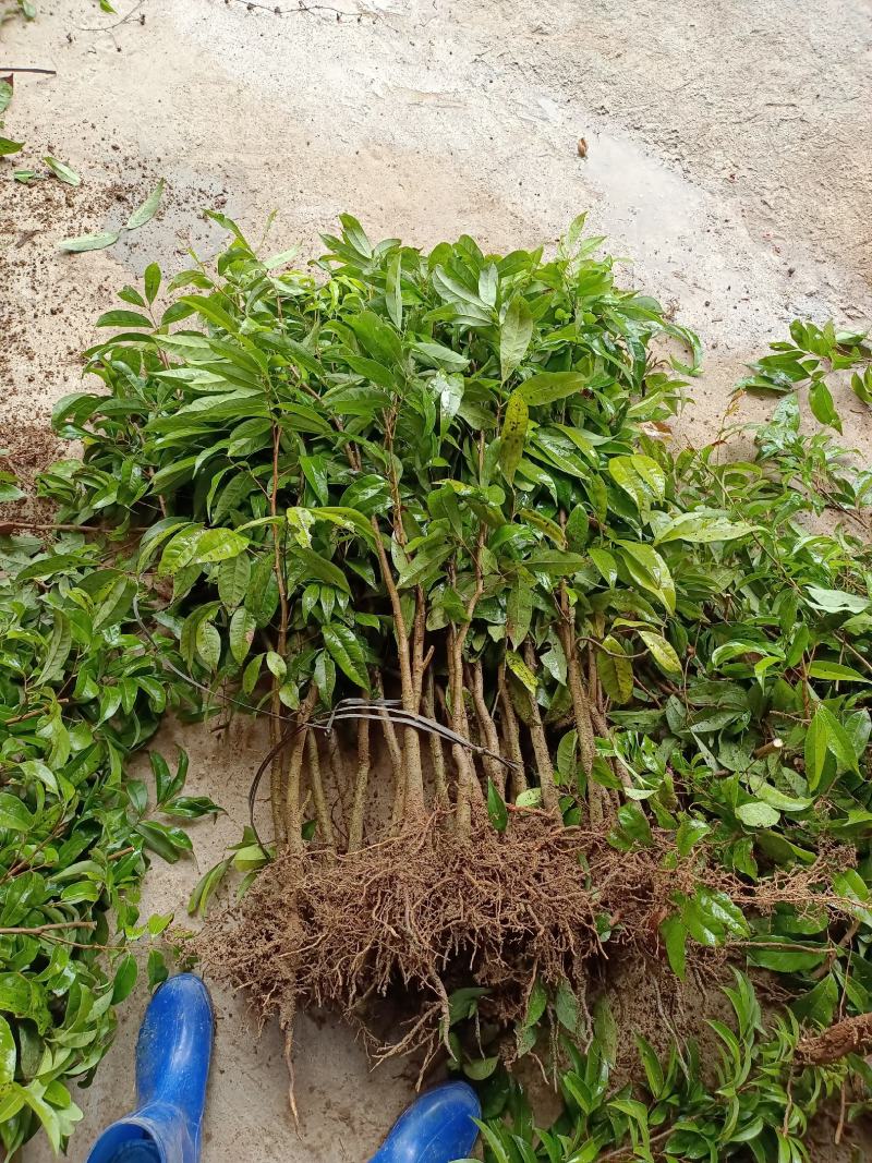 荔枝直生苗适用于嫁接占地用苗地苗70截断
