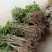 荔枝直生苗适用于嫁接占地用苗地苗70截断
