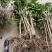 荔枝直生苗适用于嫁接占地用苗地苗70截断