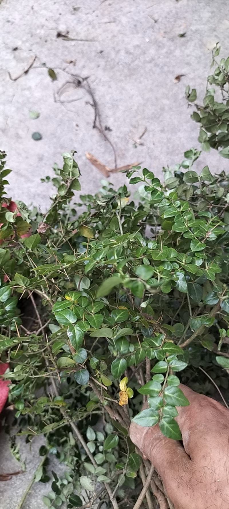 虎刺，绣花针，大叶虎刺，高脚，鲜货，微LIRRZMO