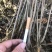 湖南紫油厚朴，包含量，厚卜，厚朴树皮，各种规格切丝去皮。