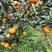 四川塔罗科血橙，新鲜出货中，果园直采，爆汁超甜，产地直发