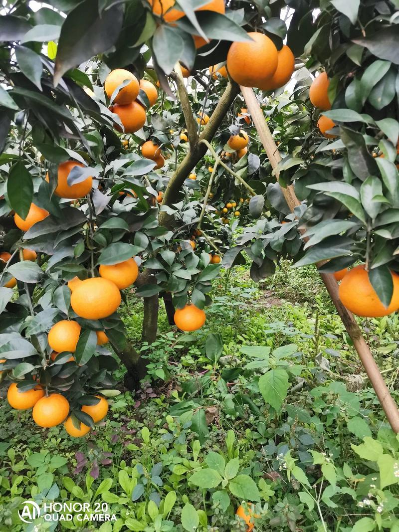 四川塔罗科血橙，新鲜出货中，果园直采，爆汁超甜，产地直发