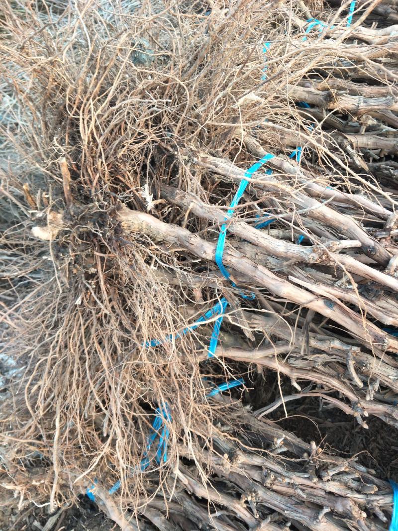 高枝巨峰葡萄树苗，当年挂果苗，品种纯正，可货到付款。