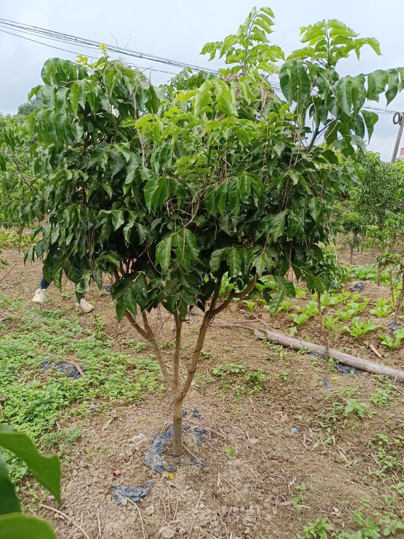 黄皮果树苗嫁接苗可当年种植当年结果土球发货